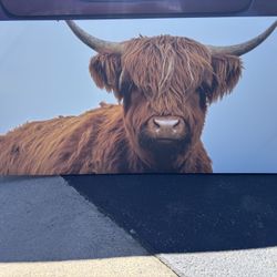 large Highland Cow Painting 