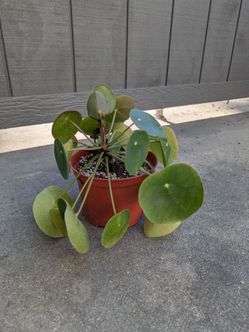 Pilea/Chinese money plant
