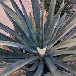 Agave in Pot 