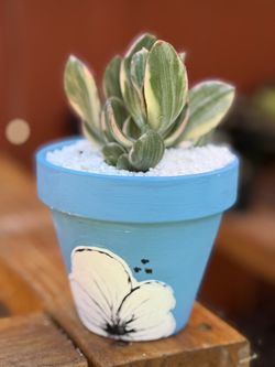 Succulent
