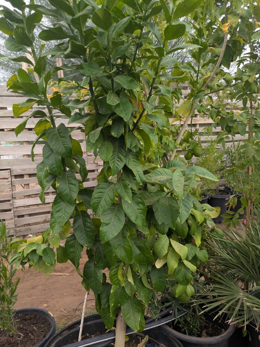 $275 Each Arizona Grown Citrus 25gal
