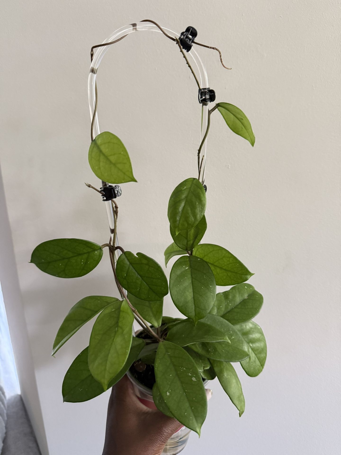 Hoya Fungii