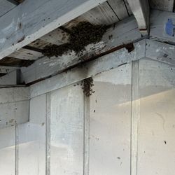 Free Bee Removal