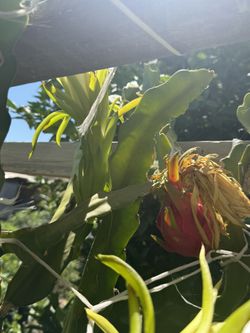 Dragon Fruit Plants 