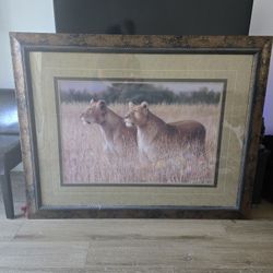 Kirkland Tiger Picture