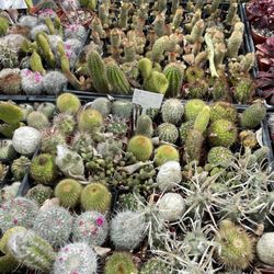 Cactus 🌵🌵🔥🪴