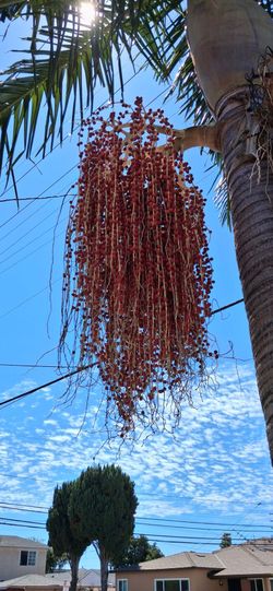 Semillas de palmera King