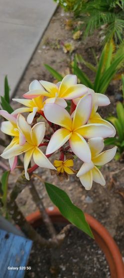 Plumerias For Sale