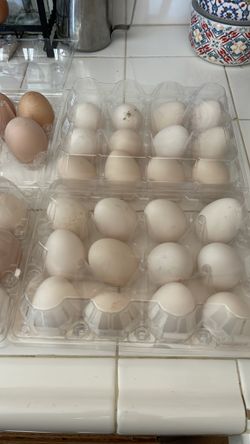 Fresh eggs