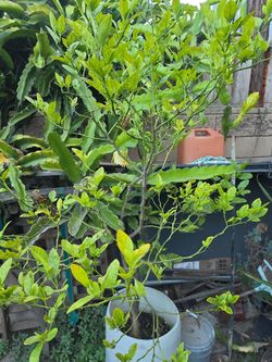 Orange tree 7.4 feet tall