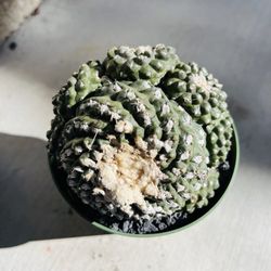 Copiapoa tenuissima monstrose Cactus Imported
