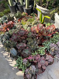 Succulent plants