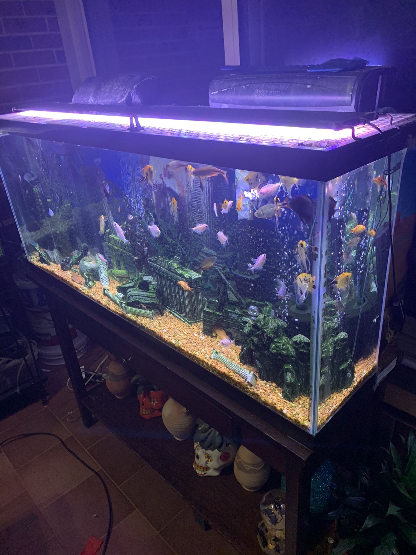 Fish Tank 