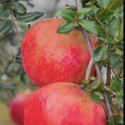 1 Gallon 2 Feet Pomegranate Fully Rooted Plant Punica Granatum