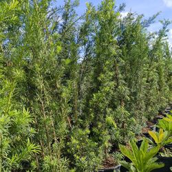 Podocarpus Privacy Hedge Plants 7gl OVERGROWN 6-7ft Only $26