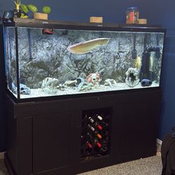 220 Gallon Aquarium 