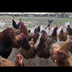 Cage Free Organic Eggs