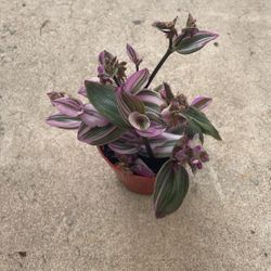 Tradescantia