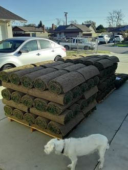 Sod (installation)