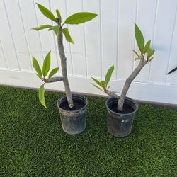 Plumerias