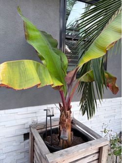 BANANA PALM LARGE