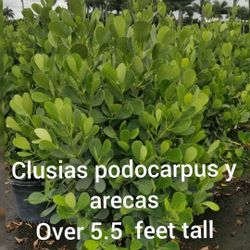 Clusias Staring $ 8 And Up