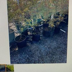 1/2 Price Plants