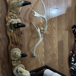 Vintage Homemade Ox Horn 