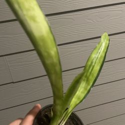 🔥Rare Snake Plant | Beautiful Sansevieria “Lauren” | Low Light & Drought Tolerant | Air Purifying
