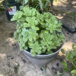 One Plant $10 Only For Out Side