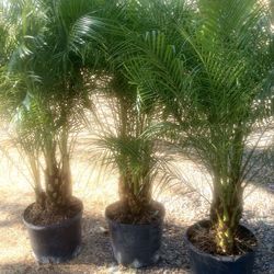 Pigmy Palms (4-5 ft)