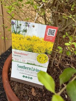 Sunshine Ligustrum plants