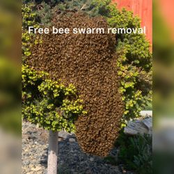 Free Bee Swarm Removal and you get 50 dollers as a reward 