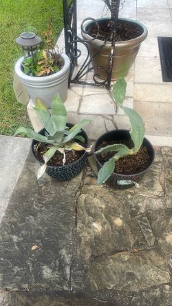 Cactus