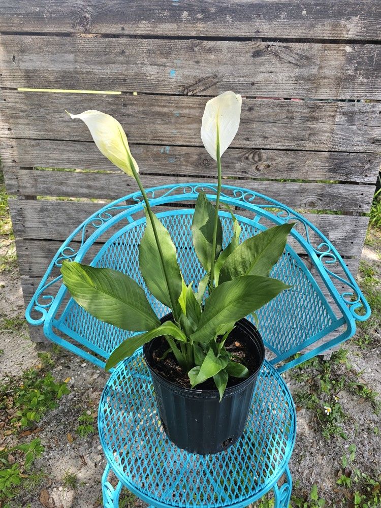 Pretty Flowering 💐 Plant 🪴 Well Established/ 1 Gallon