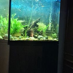 36 Gallon Bowfront Aquarium With Stand And Supplies