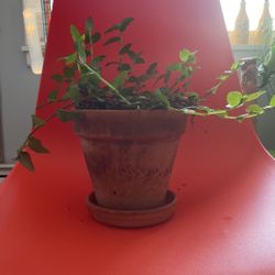 Tradescantia Houseplant 