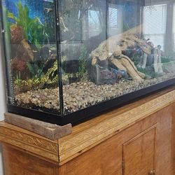 Fish Tank 