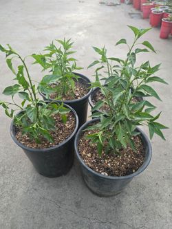Chiltepin plantas