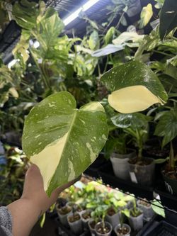 Monstera Thai