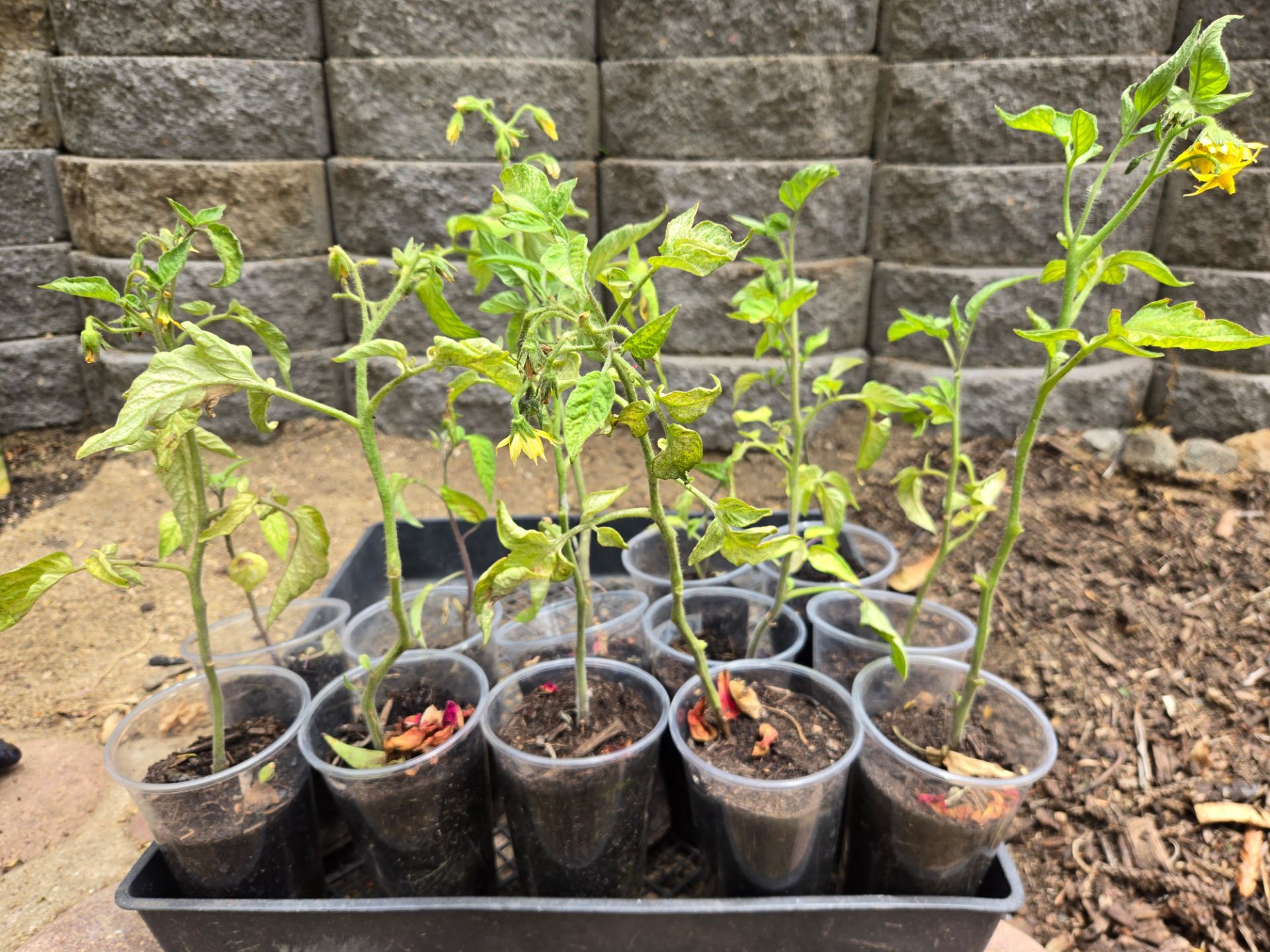 Chocolate Cherry Tomato, $2.50 per plant in16 Oz cup.
