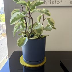 Baby Rubber Plant In 6” Momma Pot