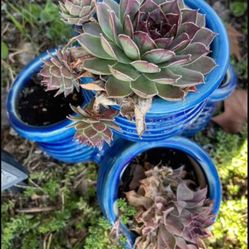 Ceramic planter With Succulents