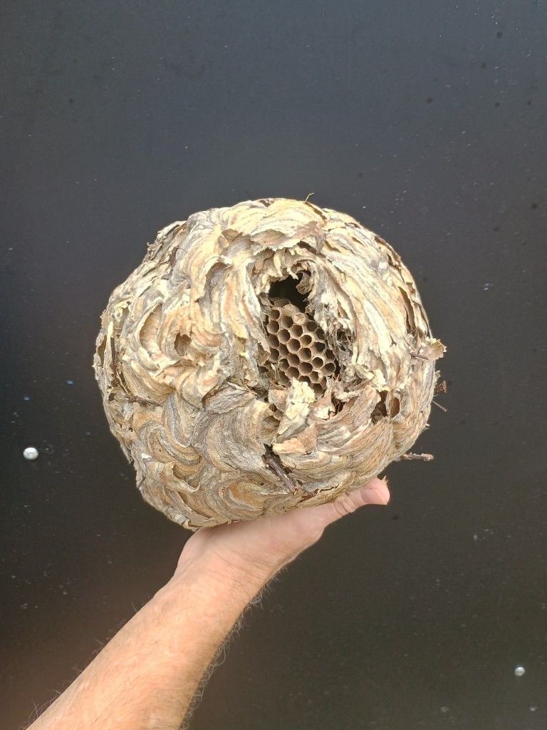 Hornet Nest For Man Cave