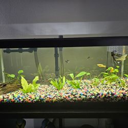 Fish tank with stand