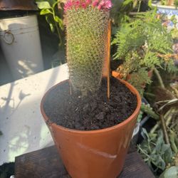 Cactus Flowers 16 Inch Tall Big.