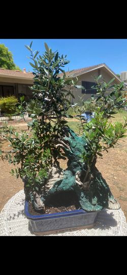 Bonsai olive trees, forest style  Bonsai olive trees, forest style