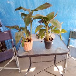 Both Plants Yellow Red Flower 15 