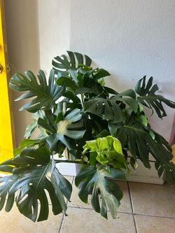 Large Monstera Deliciosa Potted Plant