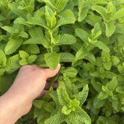 Fresh Cut Mint Leaves